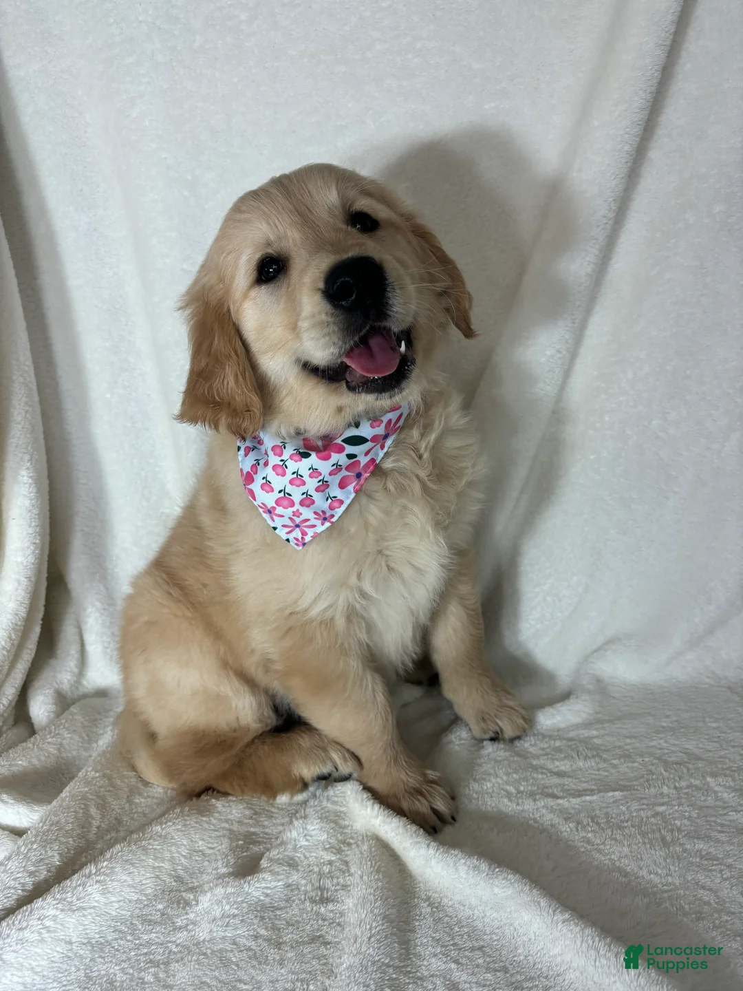 Golden Retriever dogs for sale: Glenda - Ad 1
