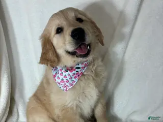 Golden Retriever dogs Glenda - Ad 17