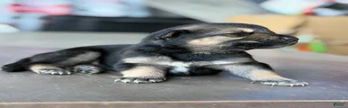 German Shepherd 2