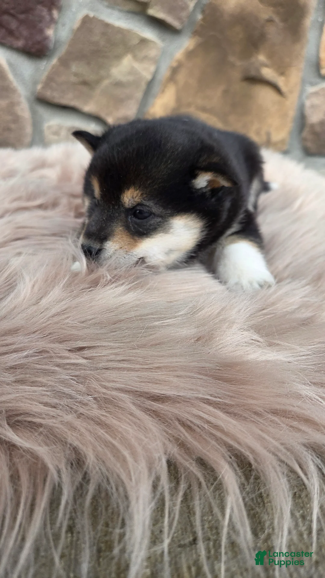 Shiba Inu dogs for sale: Shiba Inu Puppy 2 - Ad 1