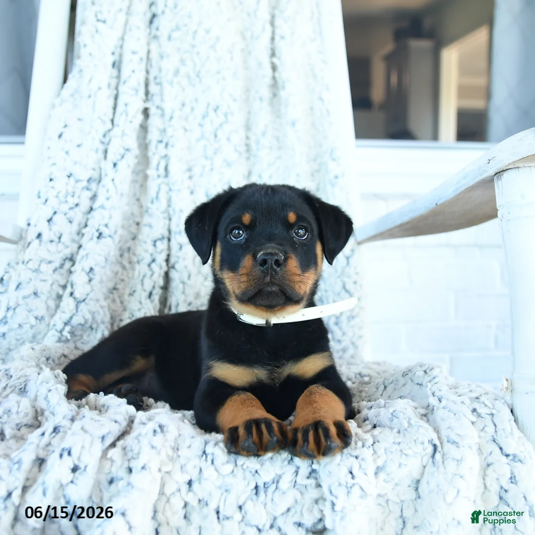 Rottweiler dogs for sale: Roscoe - Ad 1