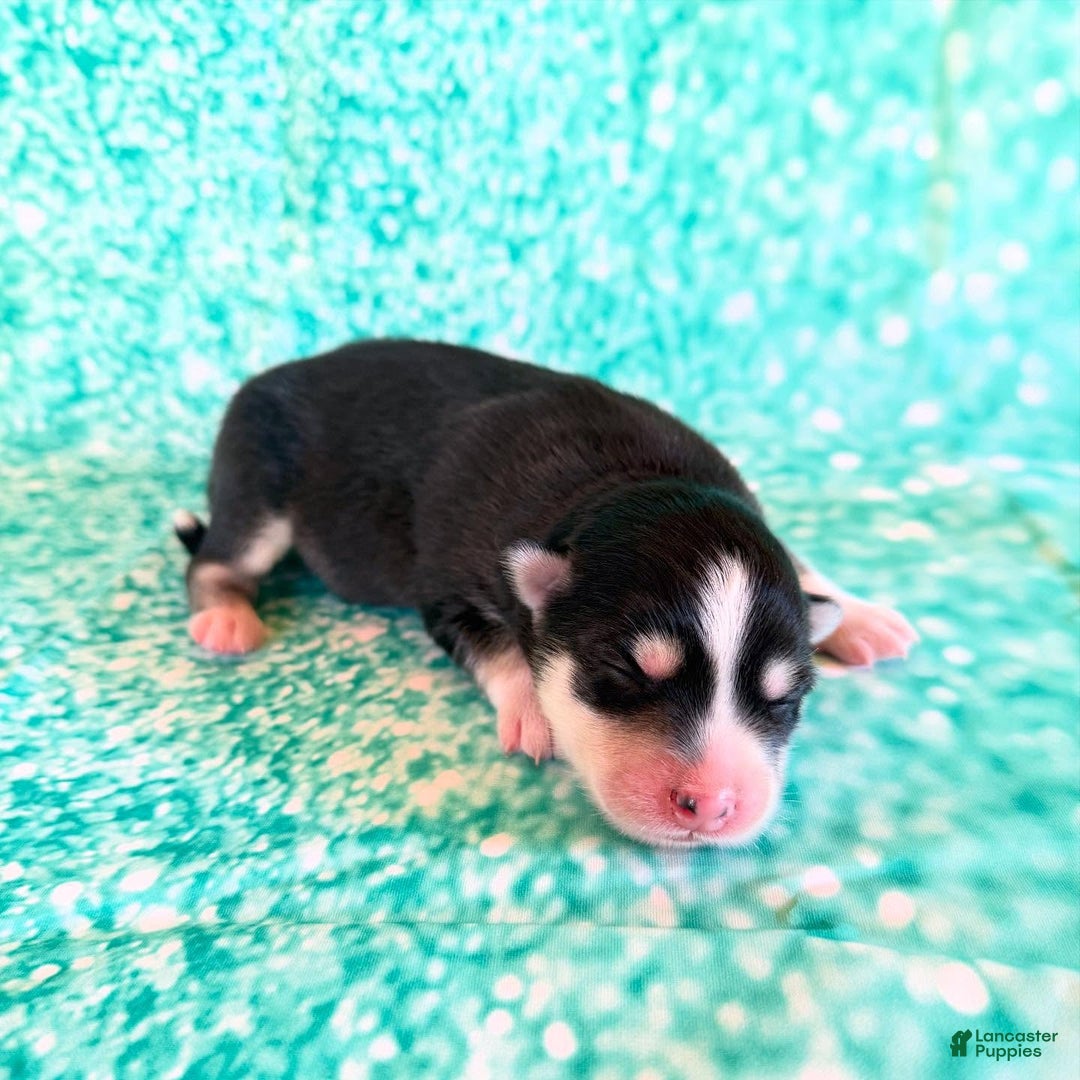 Pomsky dogs for sale: Lumi - Ad 11