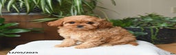 Cavapoo dogs for sale: London - Ad 1