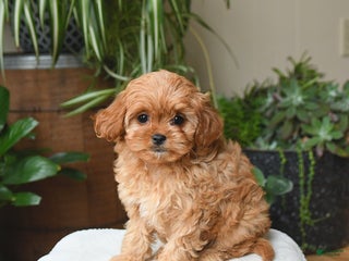 Cavapoo dogs London - Ad 3