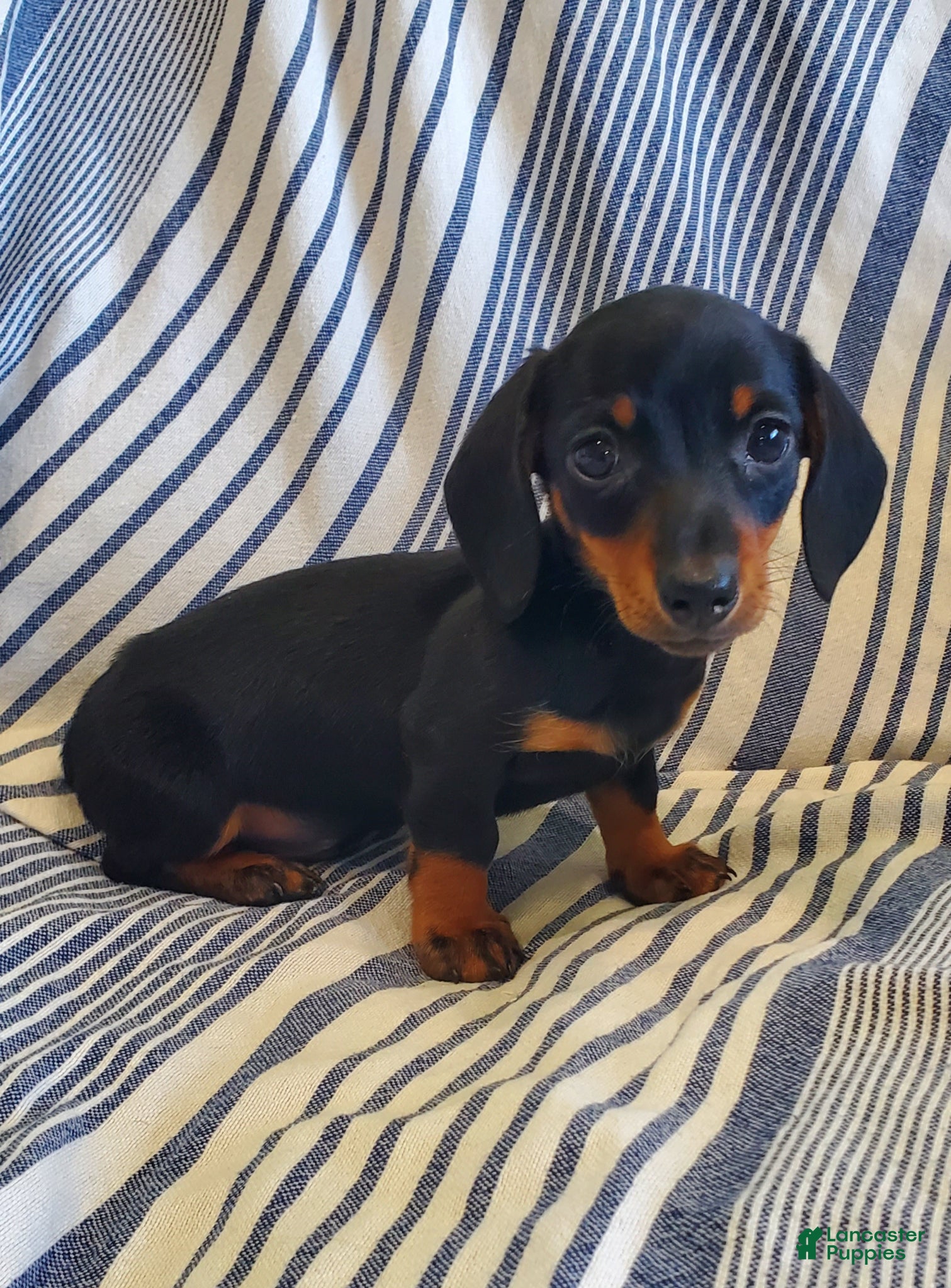 Cadbury