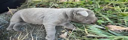 Labrador Retriever dogs for sale: Donut - Ad 4