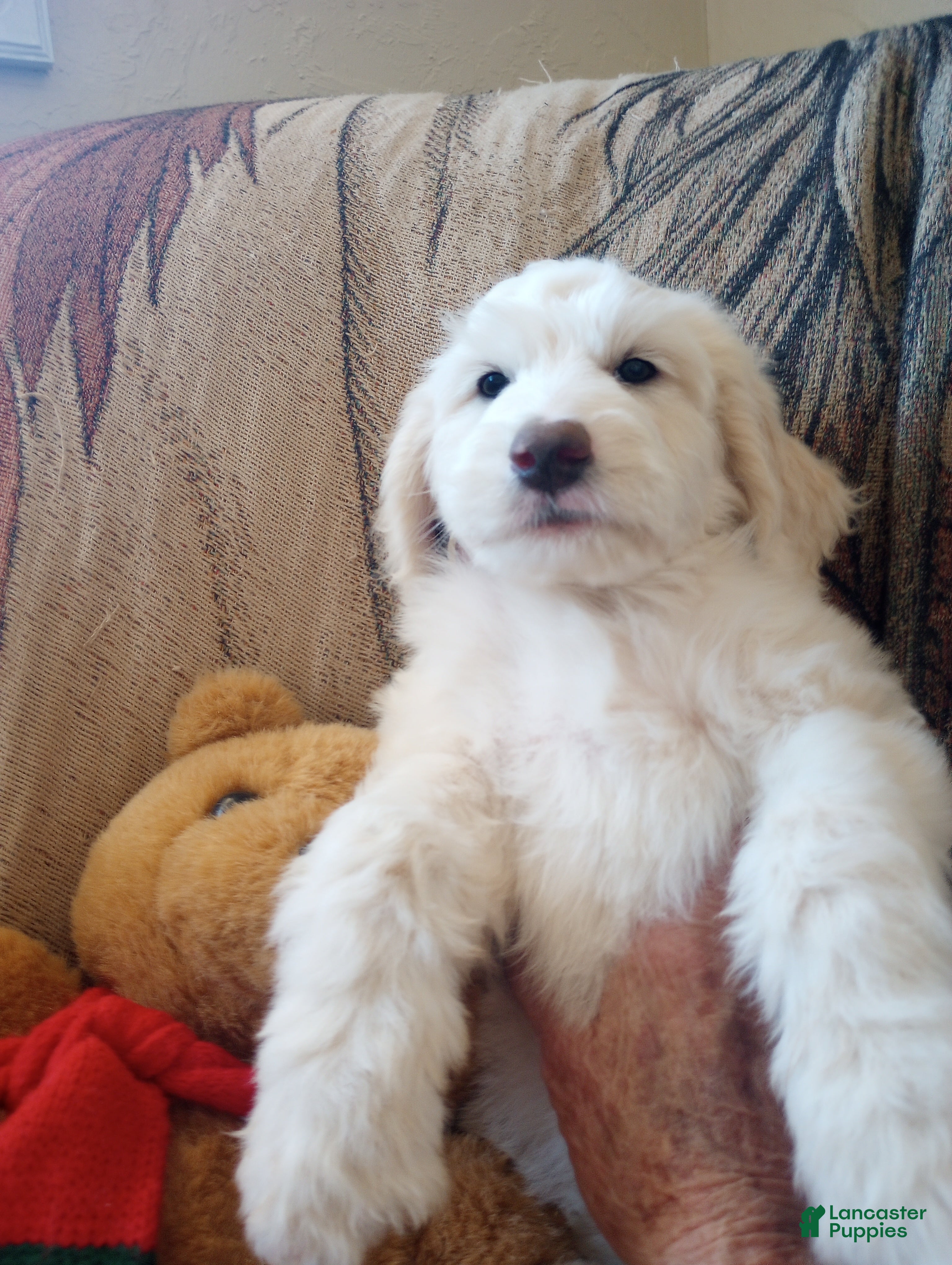 Sheepadoodle dogs Oakley - Ad 2