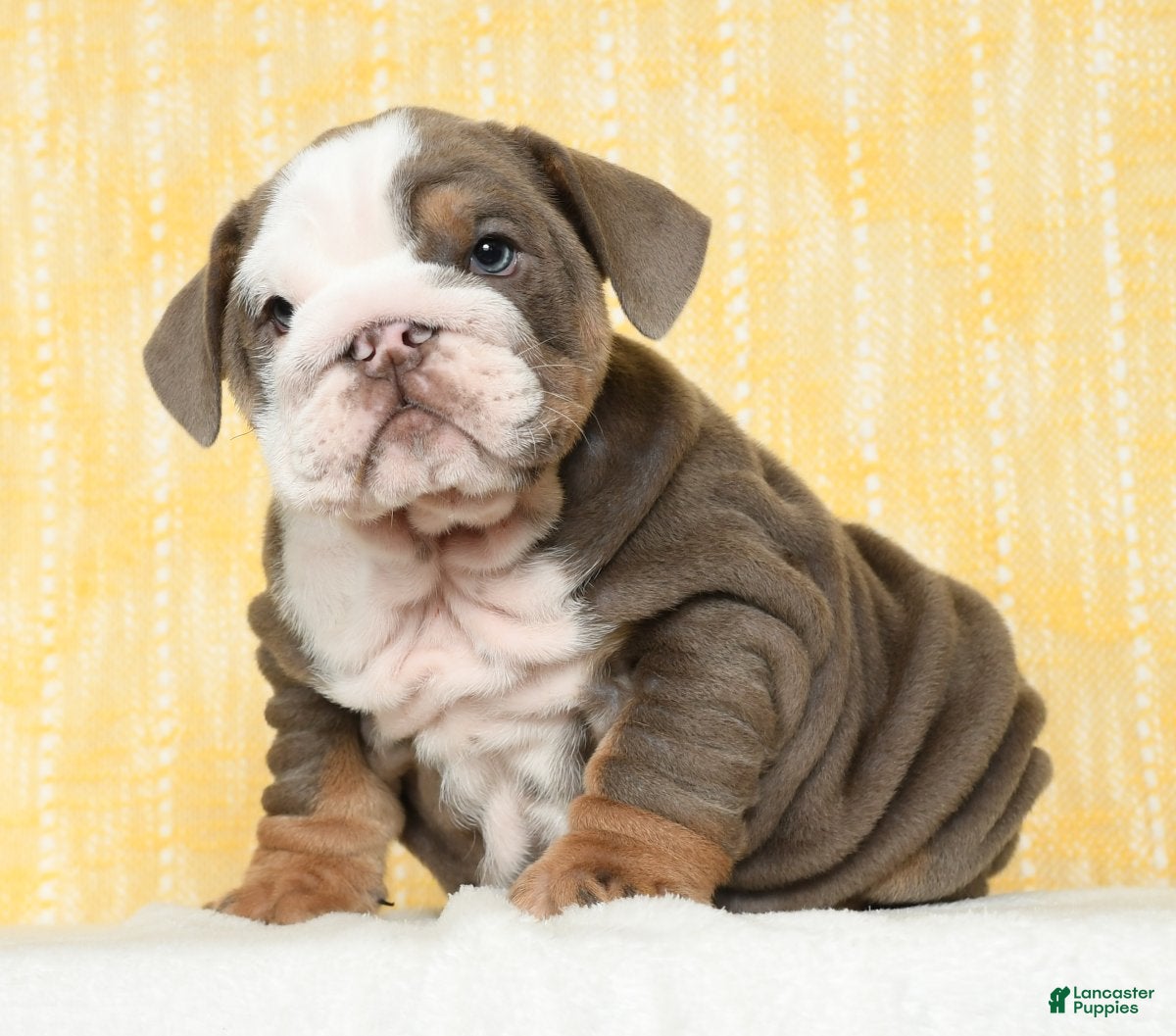 Rare Color English Bulldog Brindle Dog English Bulldog Puppies For