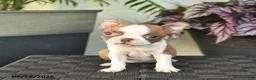 Boston Terrier dogs for sale: Whimsy  - Ad 4