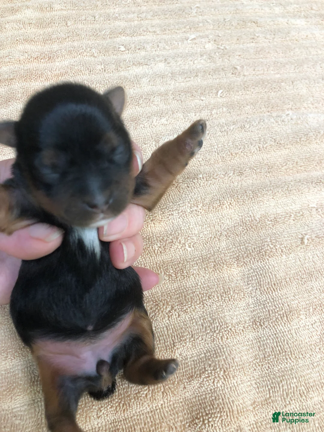 Yorkshire Terrier dogs for sale: Bubbles  - Ad 2