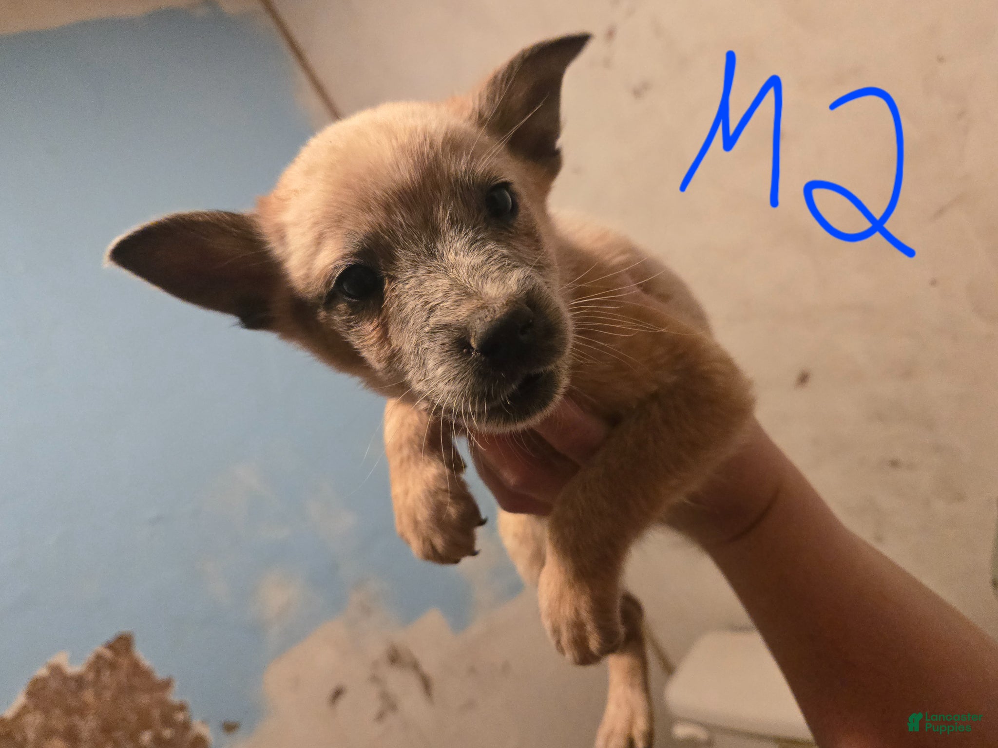 Australian Cattle Dog dogs Cooper - Ad 31