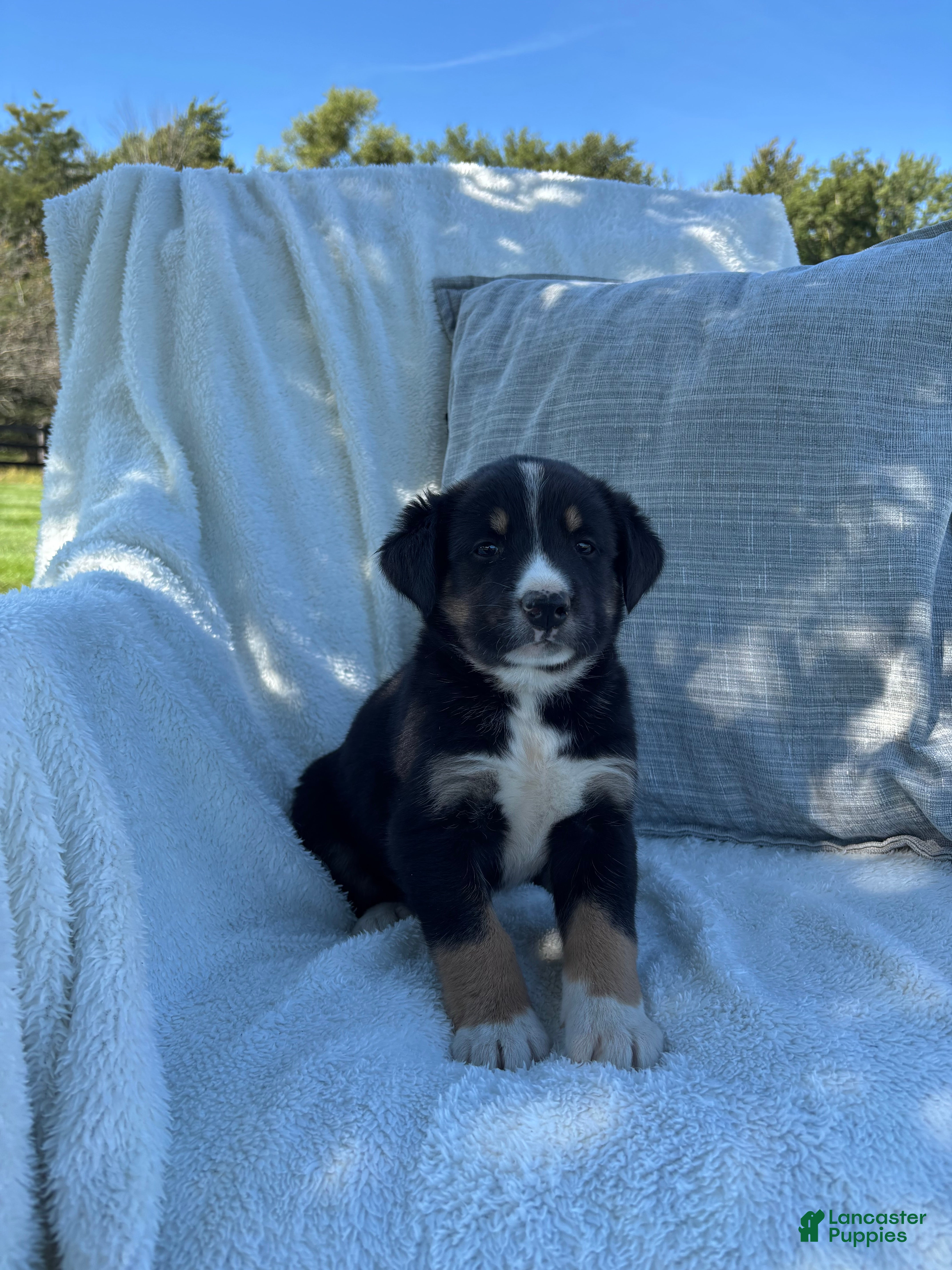 Mixed Breed dogs Mixed Breed 1 - Ad 1