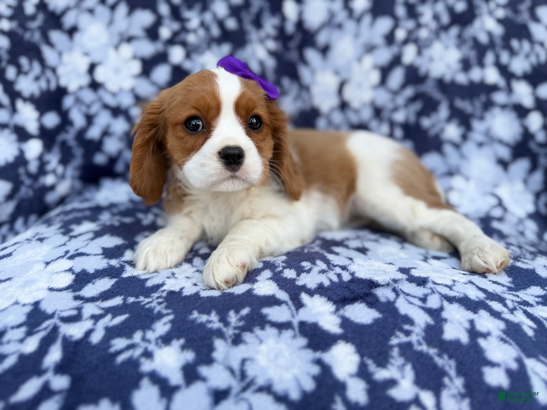 Cavalier King Charles Spaniel dogs for sale: Snowflake  - Ad 5