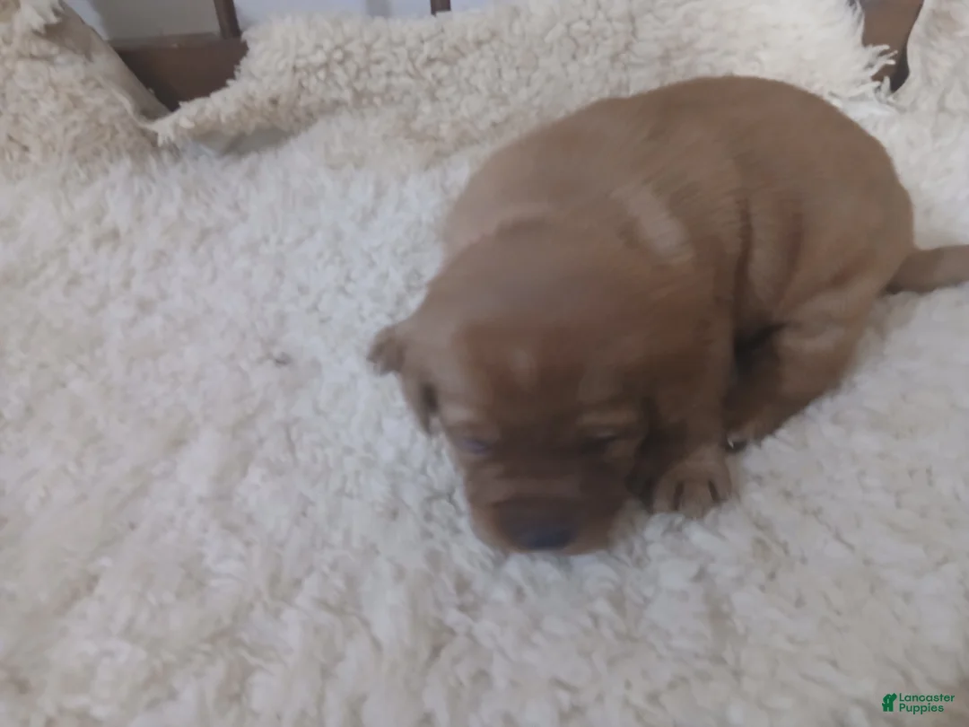 Labrador Retriever dogs for sale: Archer - Ad 11