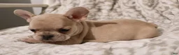 French Bulldog dogs for sale: Louie - Ad 3