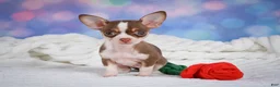 Chihuahua dogs for sale: Betty - Ad 6
