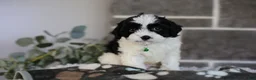 Cavapoo dogs for sale: Lennox - Ad 1