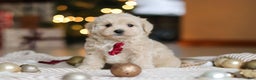 Maltipoo dogs for sale: Kevin - Ad 5
