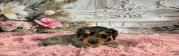 Miniature Dachshund dogs for sale: AKC-Ruger - Ad 5