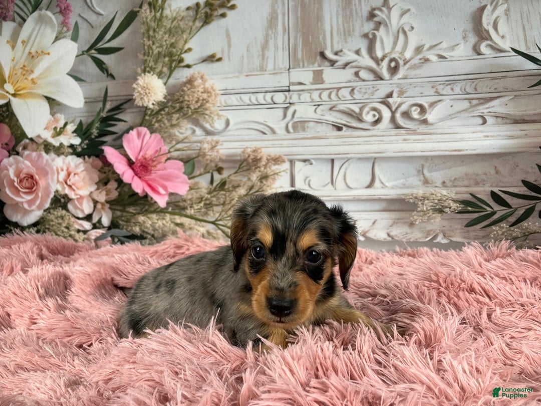 Miniature Dachshund dogs for sale: AKC-Ruger - Ad 5