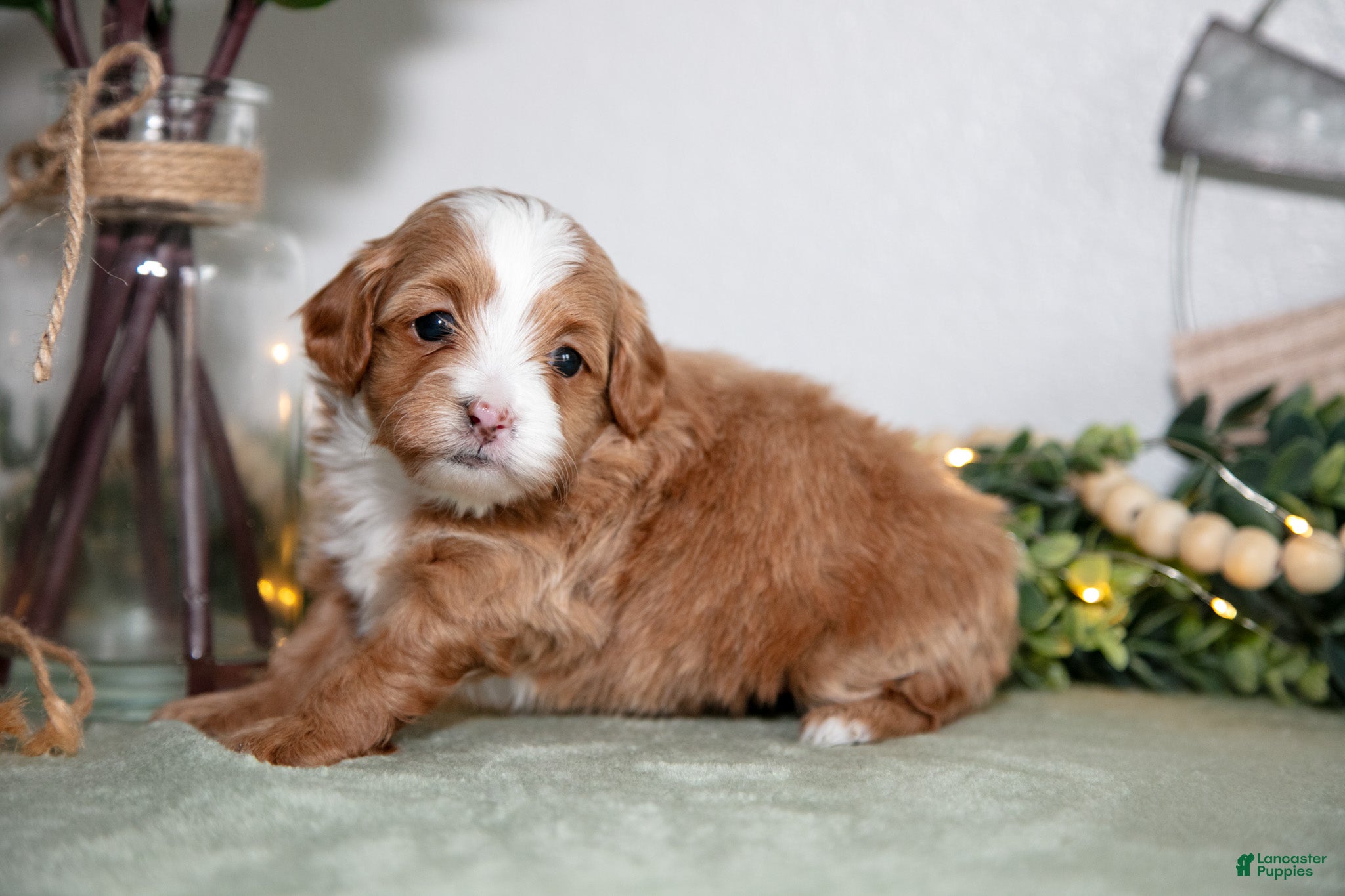 Maltipoo dogs Jonah - Ad 1