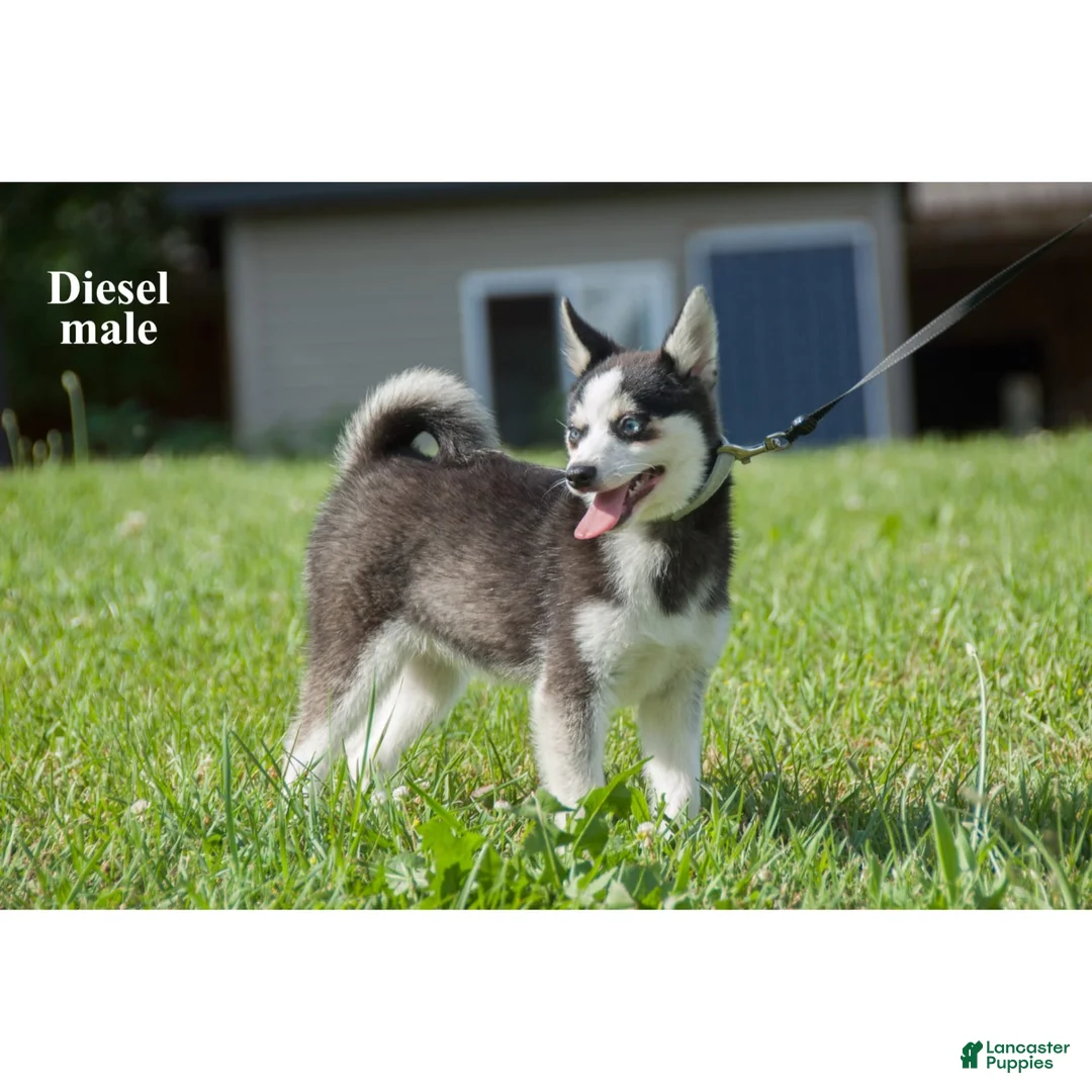 Alaskan Klee Kai dogs for sale: Diesel - Ad 3