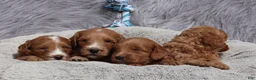 Mini Goldendoodle dogs for sale: Manny 💙 GenClearParents - Ad 11