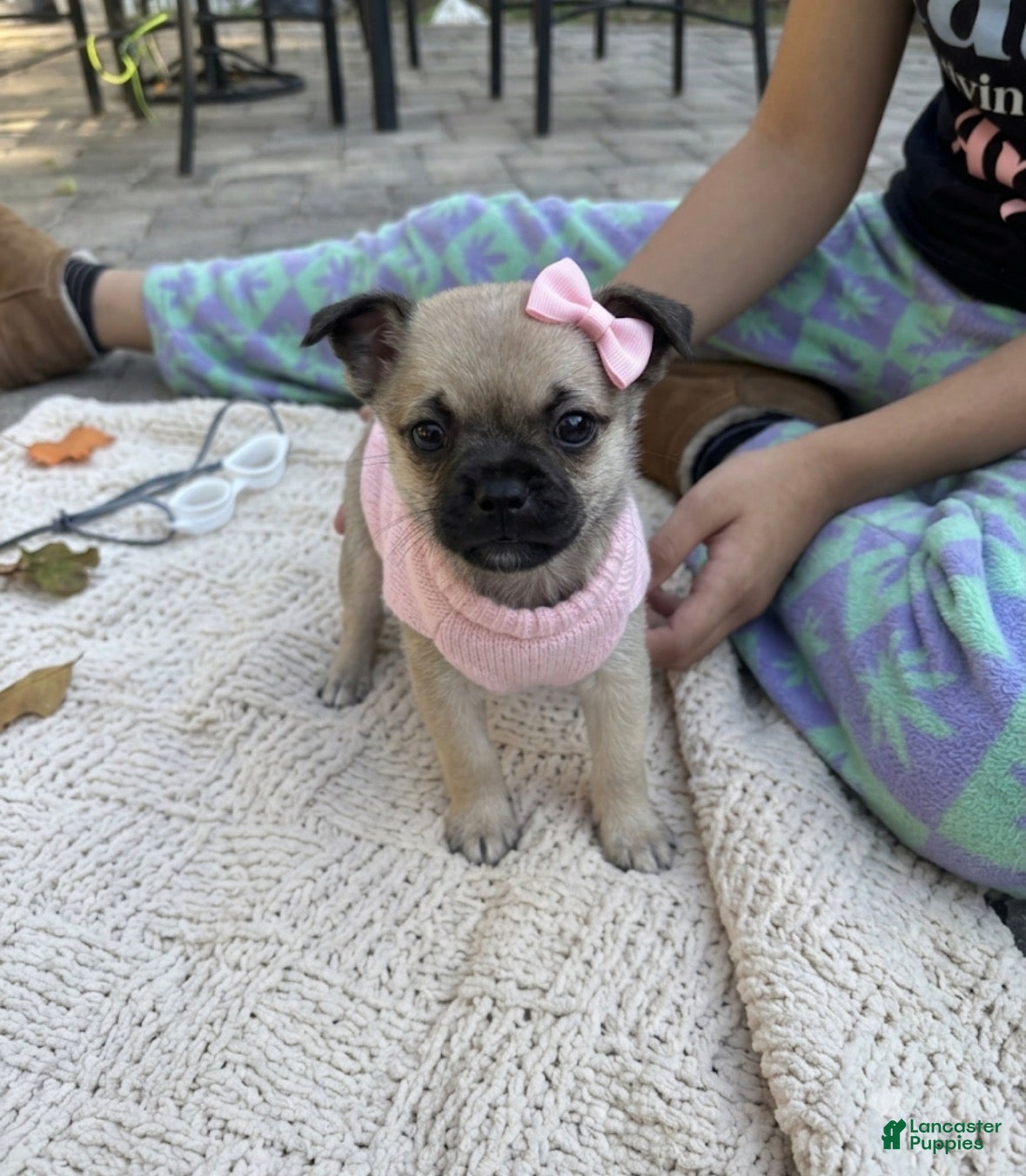 Mixed Breed dogs Mixed Breed 1 - Ad 39