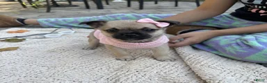 Mixed Breed 1