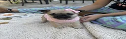 Mixed Breed dogs for sale: Mixed Breed 1 - Ad 1