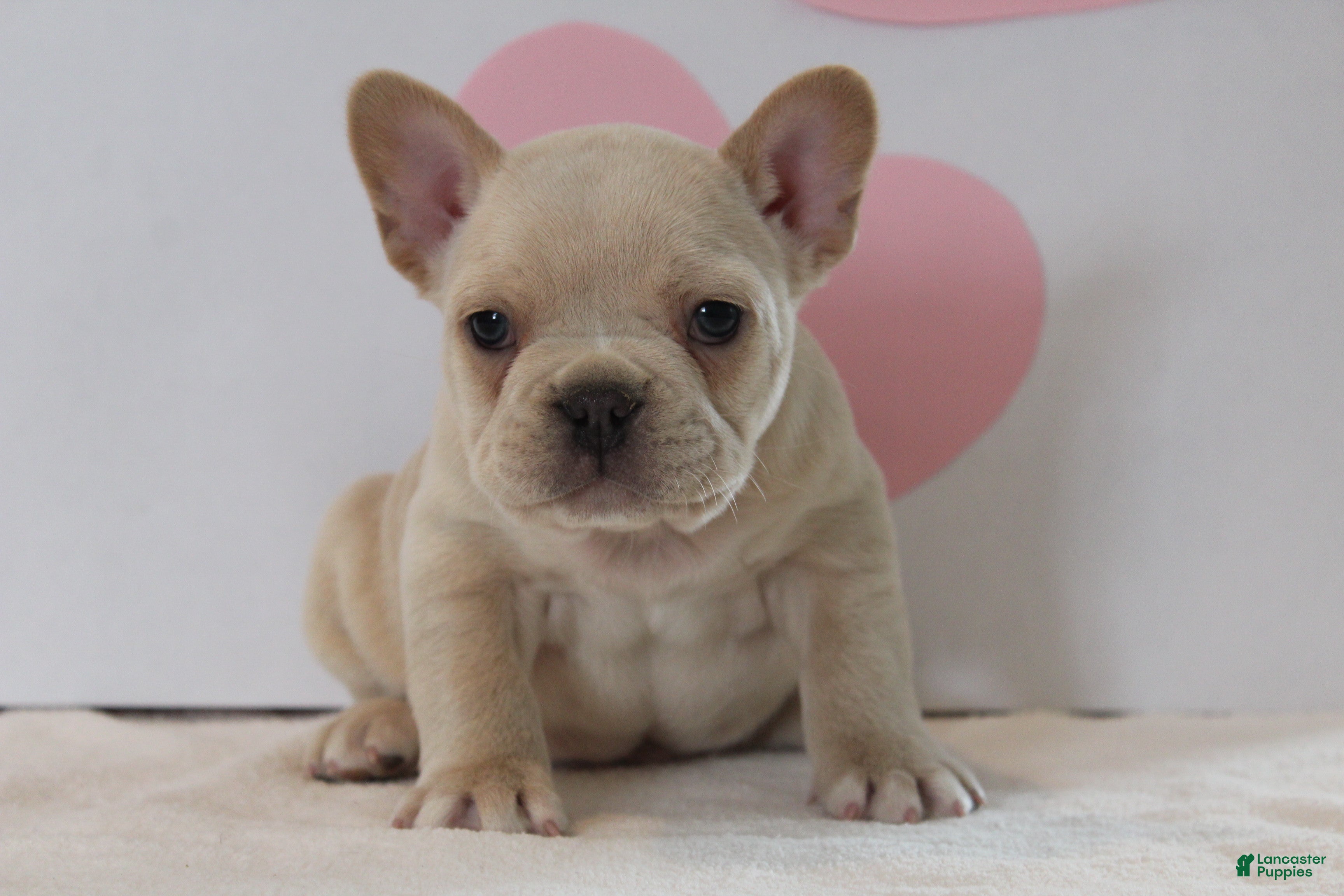 French Bulldog dogs Valentine - Ad 10