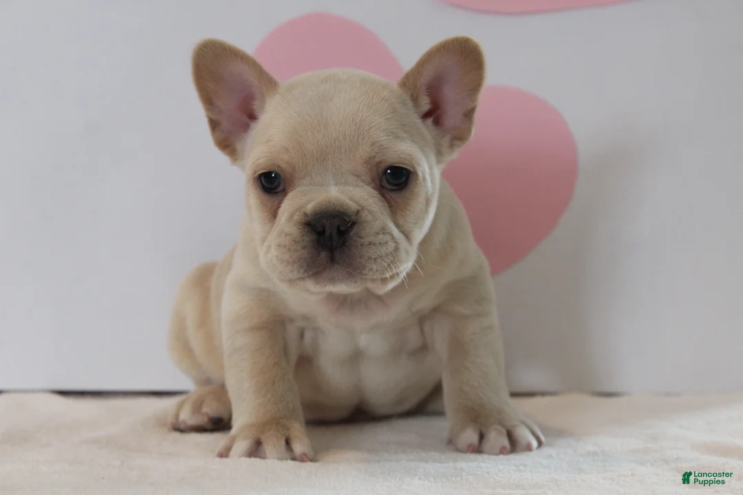 French Bulldog dogs for sale: Valentine - Ad 1