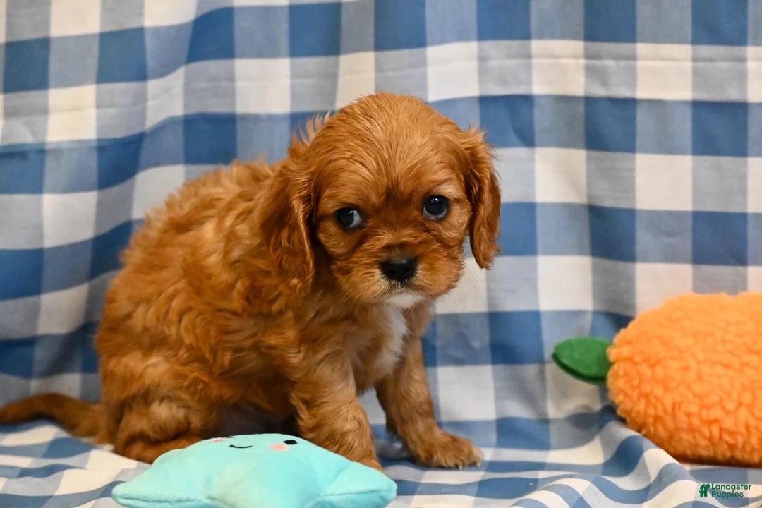 Cavalier King Charles Spaniel dogs for sale: Fred - Ad 1