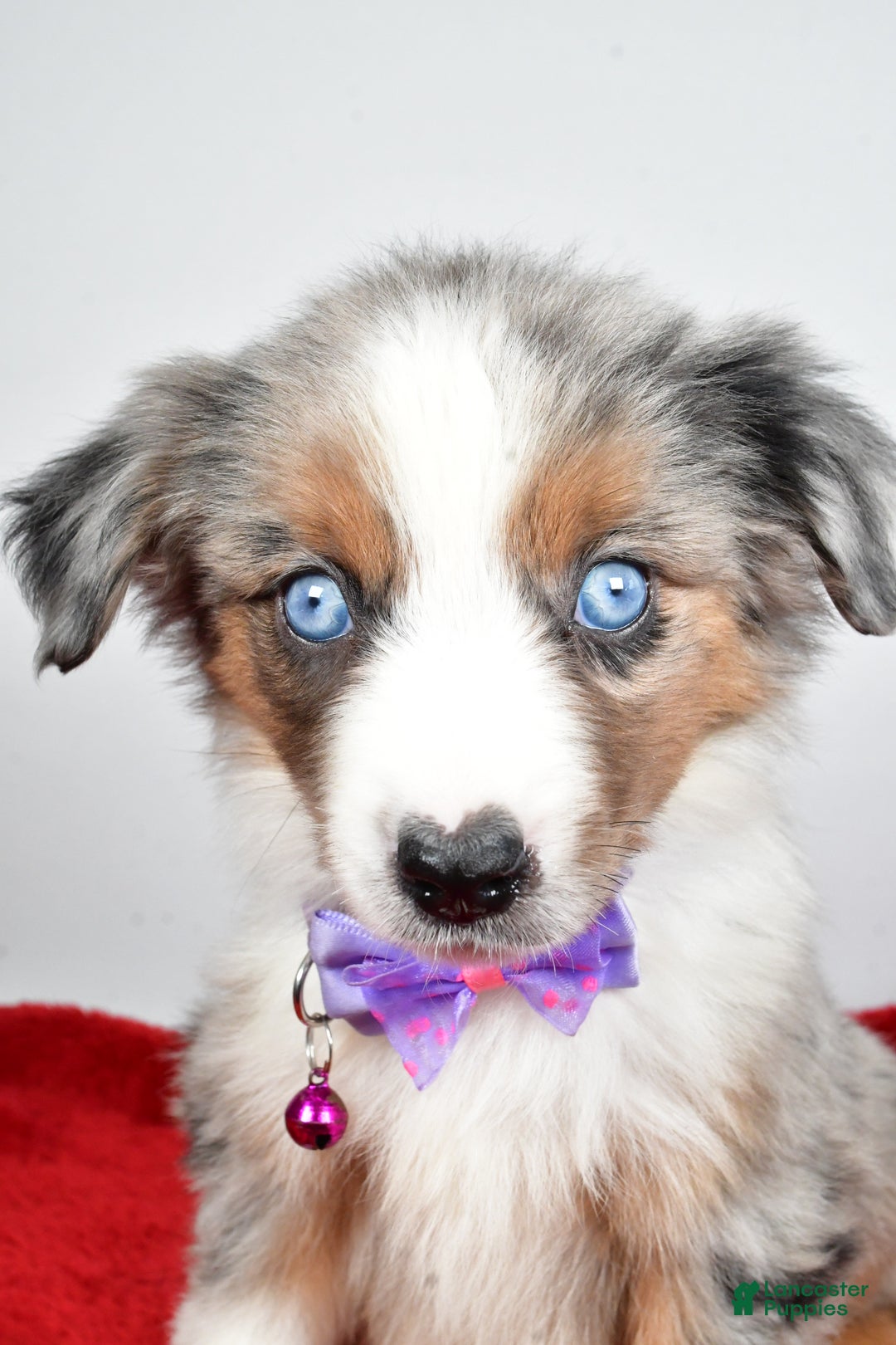 Miniature Australian Shepherd dogs for sale: Joshua - Ad 3