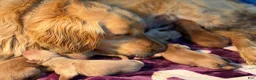 Golden Retriever dogs for sale: Liberty - Ad 4