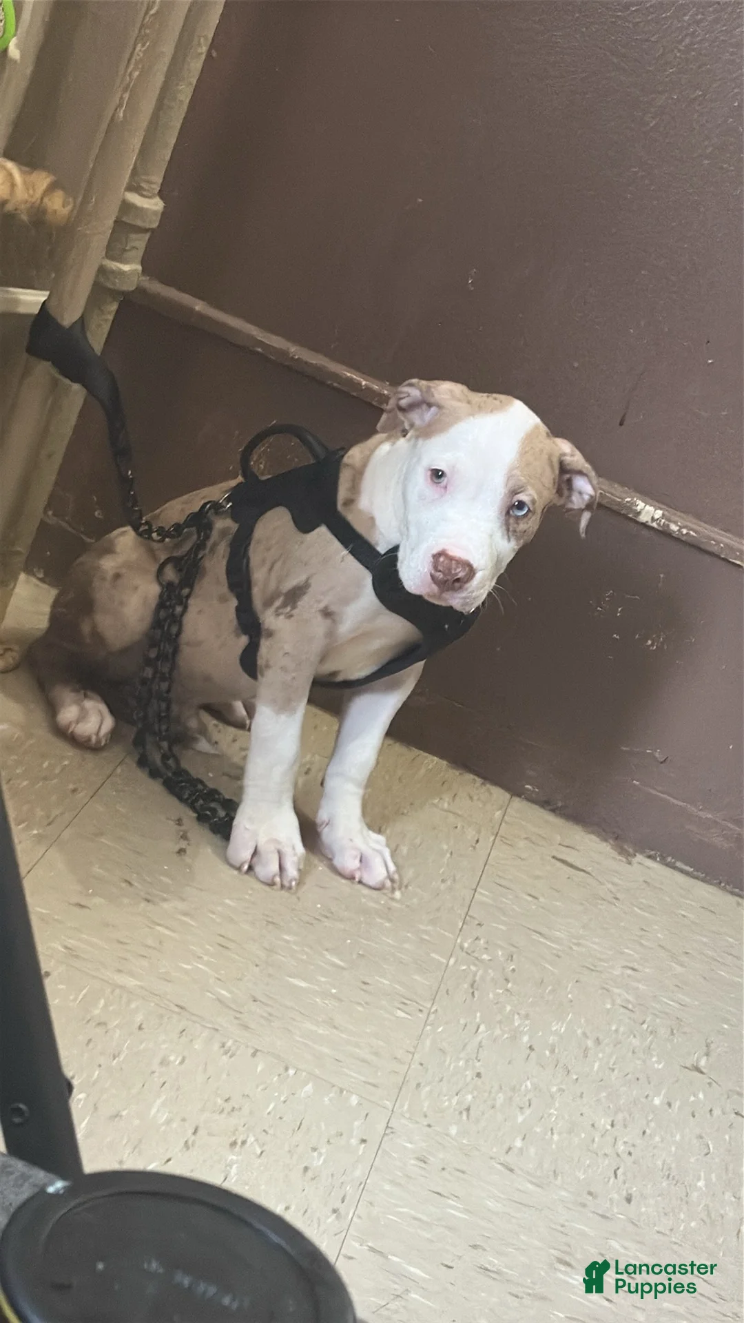 American Bully dogs for sale: Titus - Ad 2