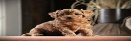 Mixed Breed dogs for sale: Eclipse - Ad 1