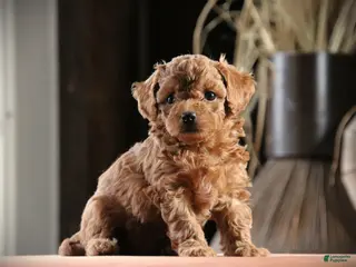 Mixed Breed dogs Eclipse - Ad 28