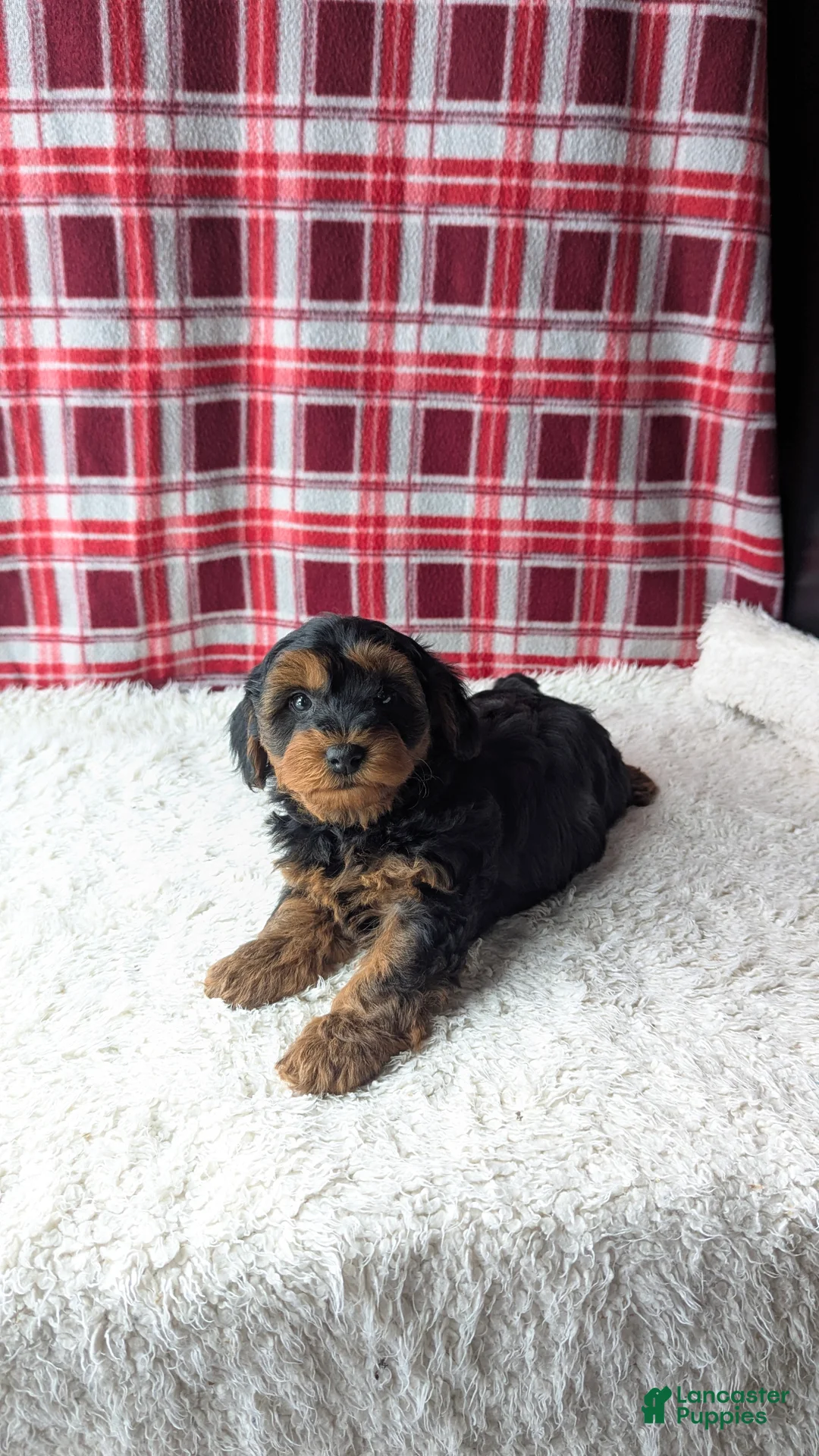 Yorkiepoo dogs for sale: Apollo - Ad 4