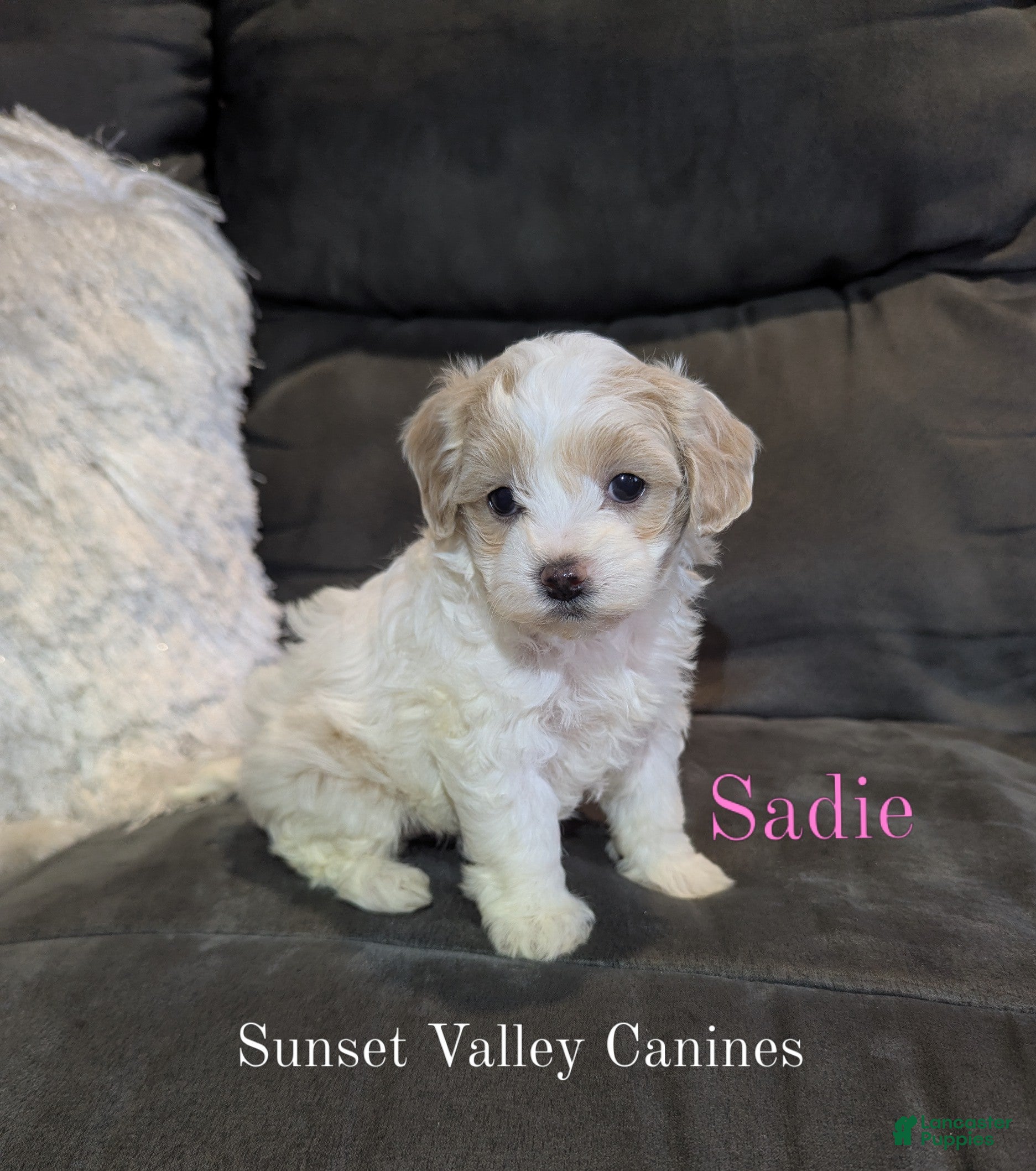 Havanese dogs Sadie - Ad 1