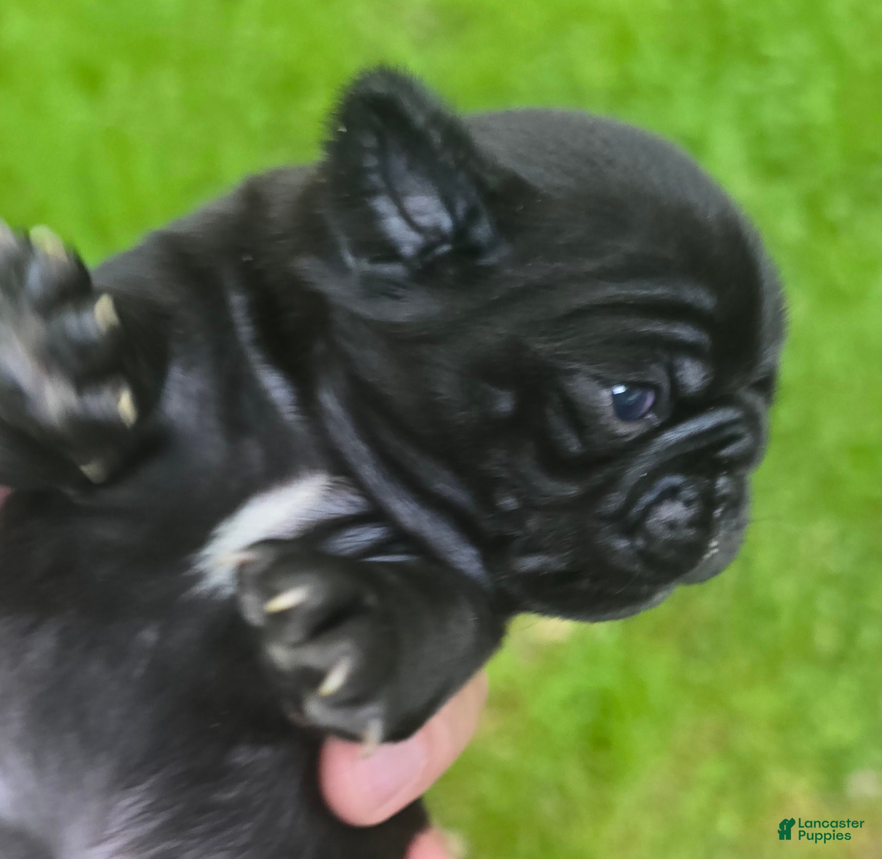 Pug dogs Brittney - Ad 2