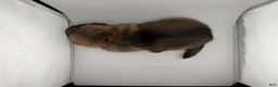 German Shepherd dogs for sale: Desert - Ad 2