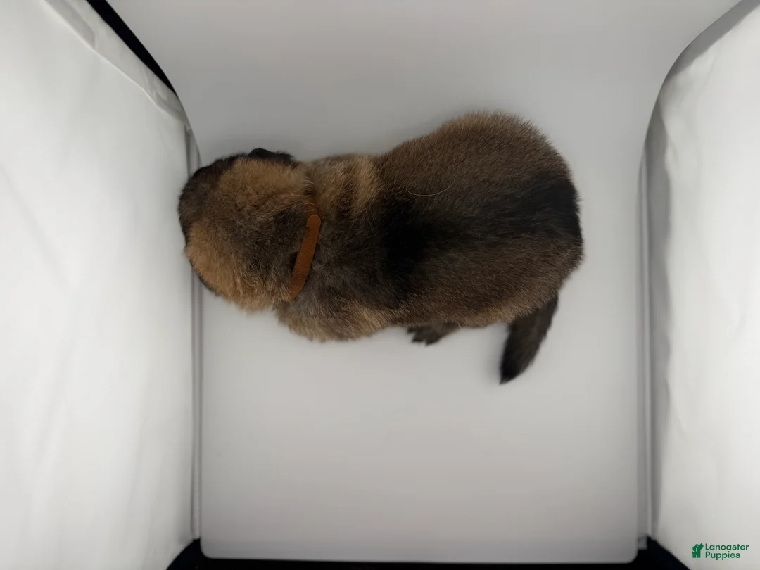 German Shepherd dogs for sale: Desert - Ad 2