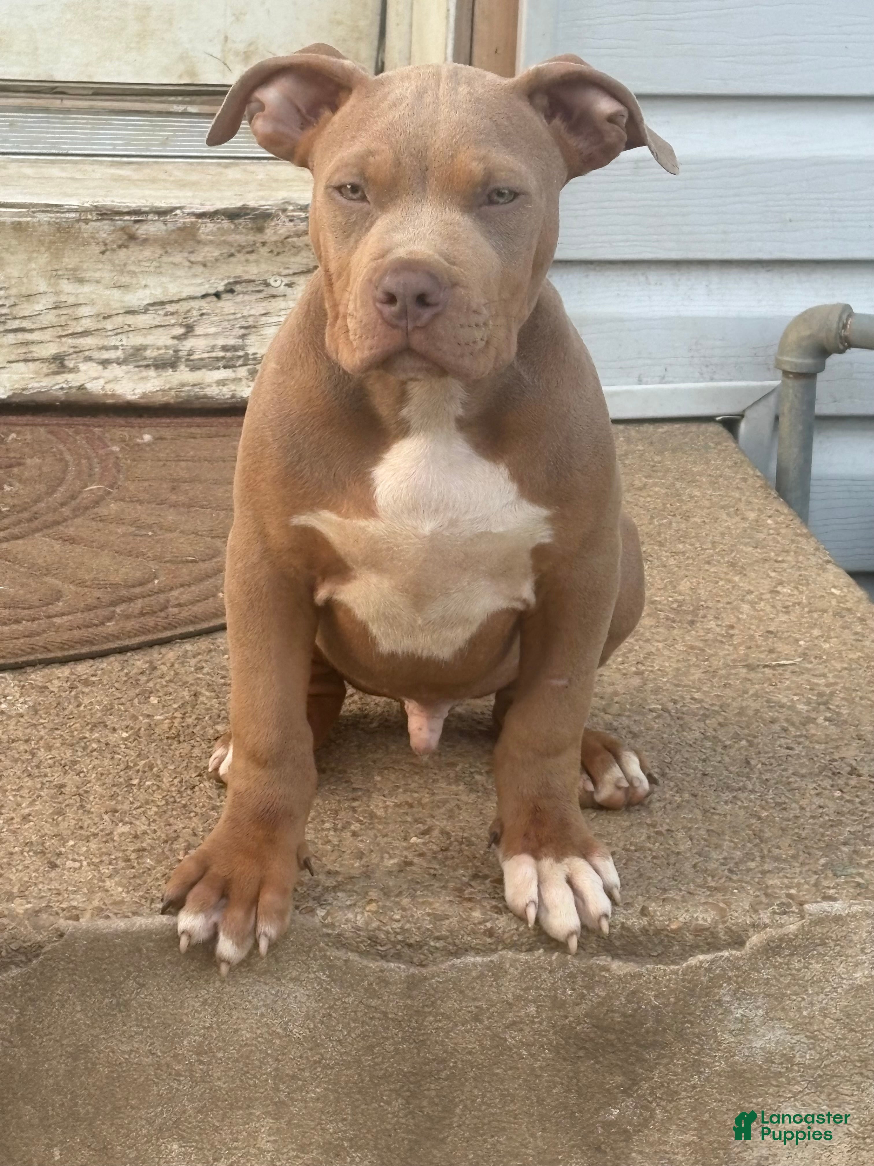 Mixed Breed dogs for sale: Mixed Breed 1 - Ad 4