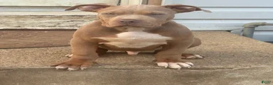 Mixed Breed 1