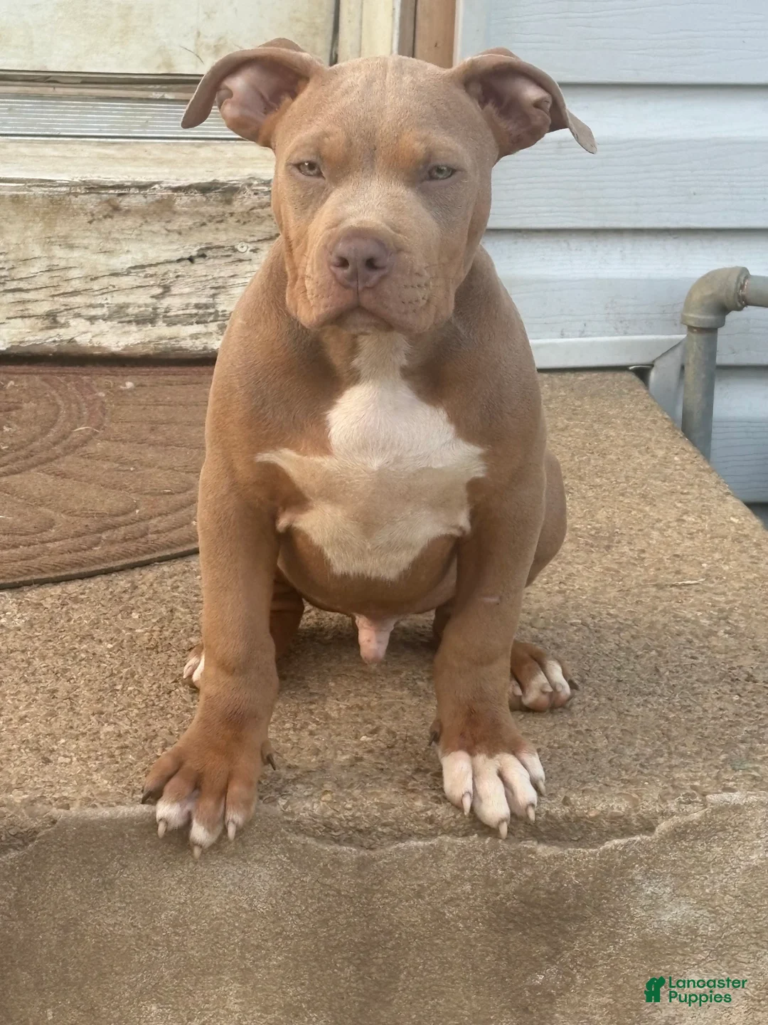 Mixed Breed dogs for sale: Mixed Breed 1 - Ad 1