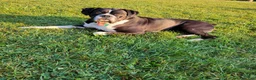 Boxer dogs for sale: Sasha - Ad 5