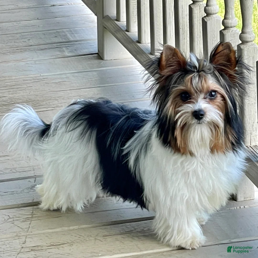 Biewer Terrier dogs for sale: Tiny Minnie - Ad 11