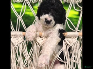 Bernedoodle dogs - Ad 30