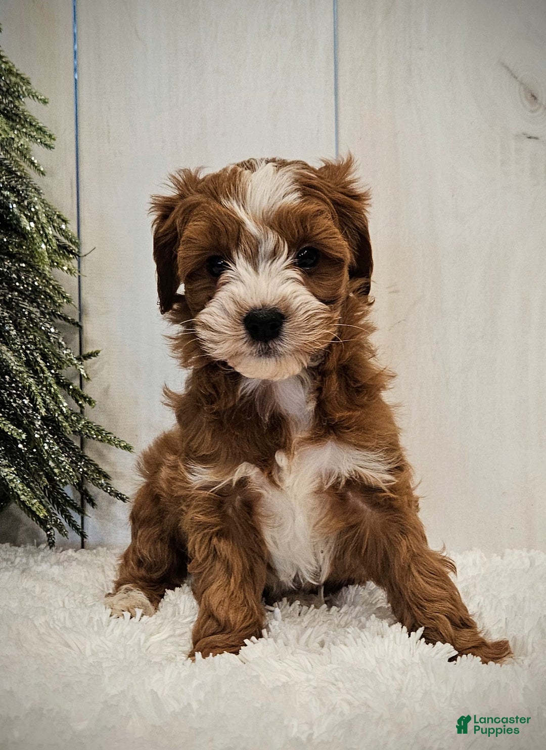 Mini Goldendoodle dogs for sale: Charlie F1B mini - Ad 11